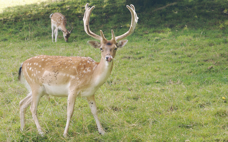 Deer at Dyrham Park