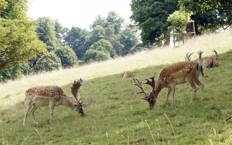 Deer at Dyrham Park