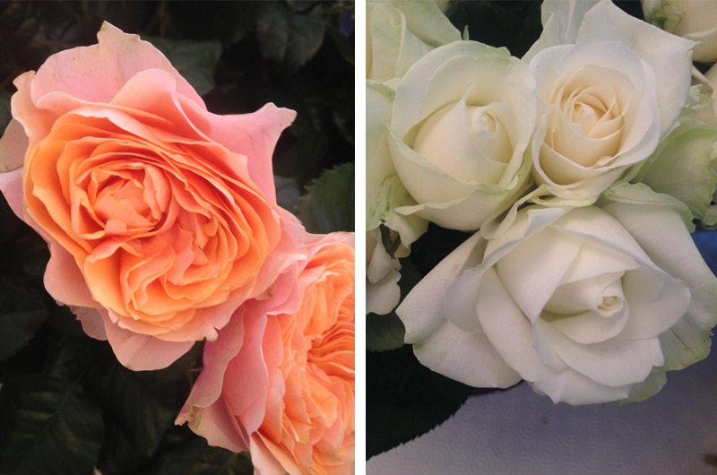 Flower Delivery Close ups - Vuvuzela roses, avalanche roses